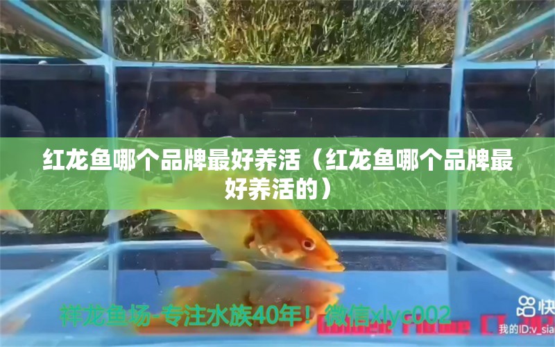 红龙鱼哪个品牌最好养活（红龙鱼哪个品牌最好养活的） 印尼红龙鱼