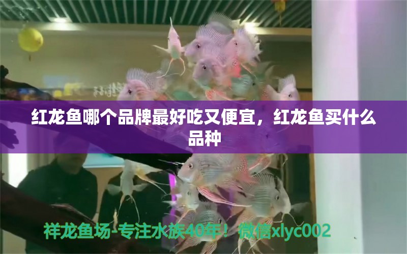 红龙鱼哪个品牌最好吃又便宜，红龙鱼买什么品种