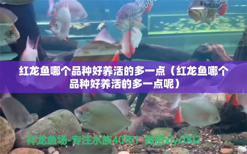 红龙鱼哪个品种好养活的多一点（红龙鱼哪个品种好养活的多一点呢）