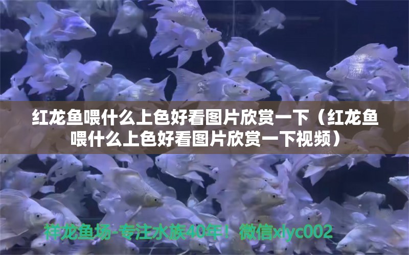 红龙鱼喂什么上色好看图片欣赏一下（红龙鱼喂什么上色好看图片欣赏一下视频） 龙鱼百科