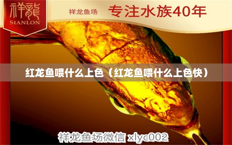 红龙鱼喂什么上色（红龙鱼喂什么上色快） 红龙鱼鱼粮饲料