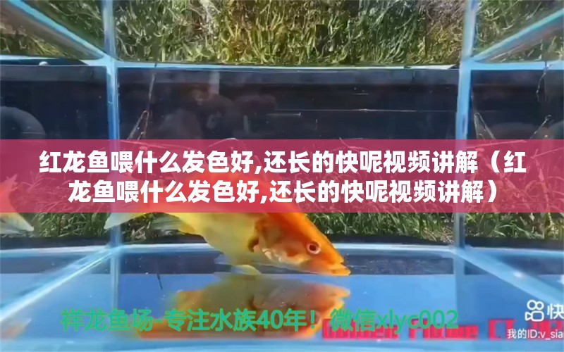 红龙鱼喂什么发色好,还长的快呢视频讲解（红龙鱼喂什么发色好,还长的快呢视频讲解） 龙鱼百科