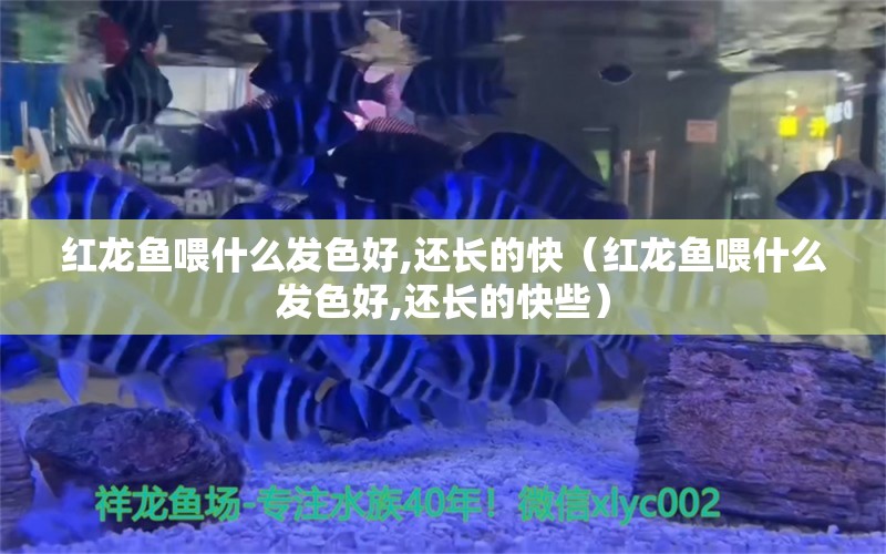 红龙鱼喂什么发色好,还长的快（红龙鱼喂什么发色好,还长的快些）