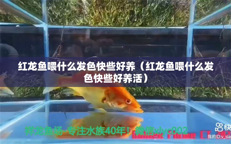 红龙鱼喂什么发色快些好养（红龙鱼喂什么发色快些好养活）