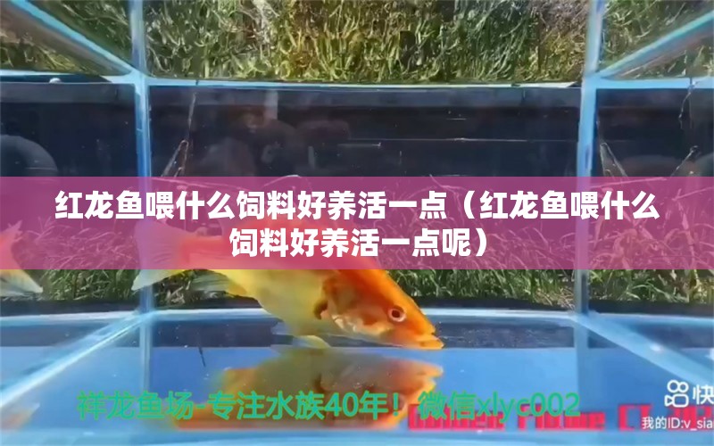 红龙鱼喂什么饲料好养活一点（红龙鱼喂什么饲料好养活一点呢） 龙鱼百科