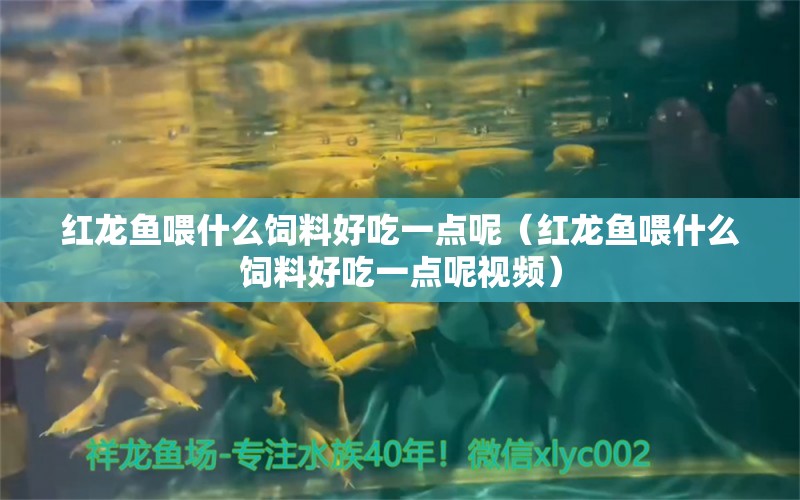 红龙鱼喂什么饲料好吃一点呢（红龙鱼喂什么饲料好吃一点呢视频） 龙鱼百科