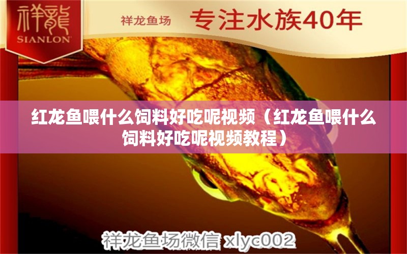 红龙鱼喂什么饲料好吃呢视频（红龙鱼喂什么饲料好吃呢视频教程） 龙鱼百科