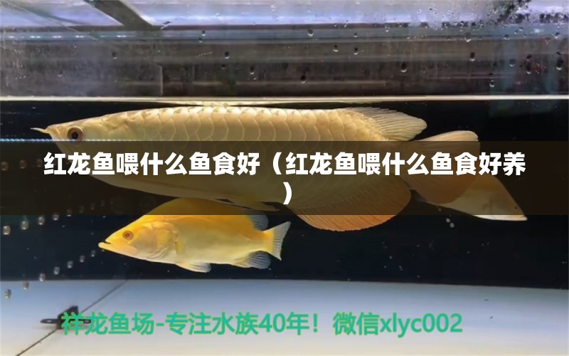 红龙鱼喂什么鱼食好（红龙鱼喂什么鱼食好养） 印尼红龙鱼