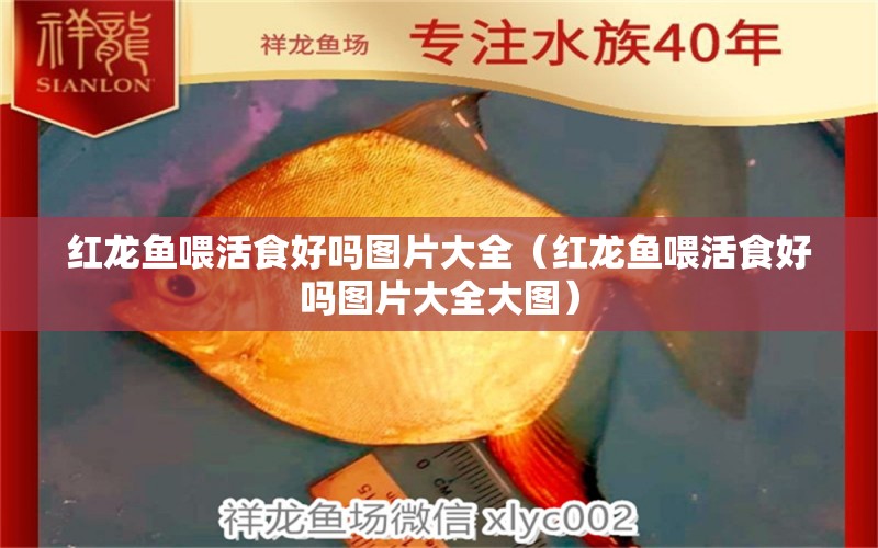 红龙鱼喂活食好吗图片大全（红龙鱼喂活食好吗图片大全大图）