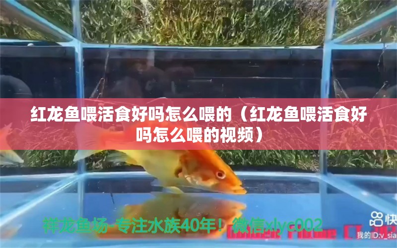 红龙鱼喂活食好吗怎么喂的（红龙鱼喂活食好吗怎么喂的视频） 龙鱼百科