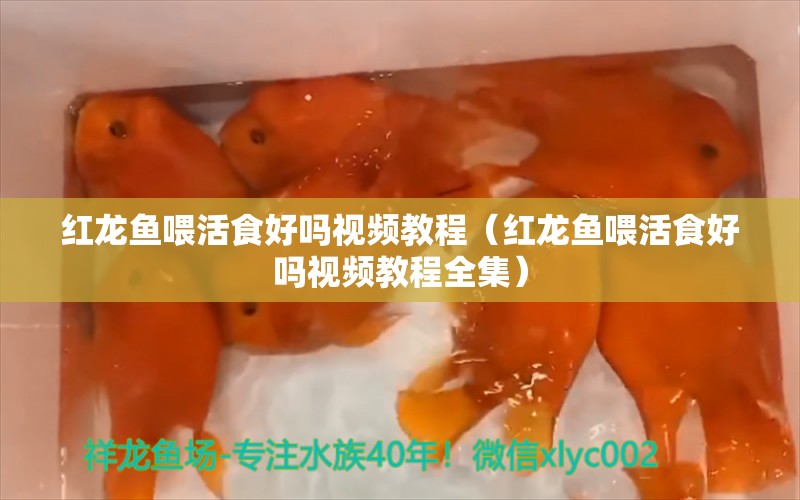 红龙鱼喂活食好吗视频教程（红龙鱼喂活食好吗视频教程全集）