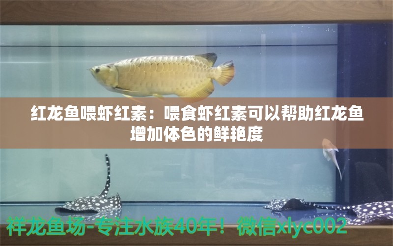 红龙鱼喂虾红素：喂食虾红素可以帮助红龙鱼增加体色的鲜艳度 龙鱼百科 第2张