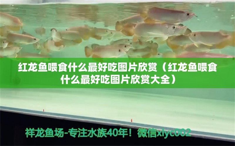 红龙鱼喂食什么最好吃图片欣赏（红龙鱼喂食什么最好吃图片欣赏大全）