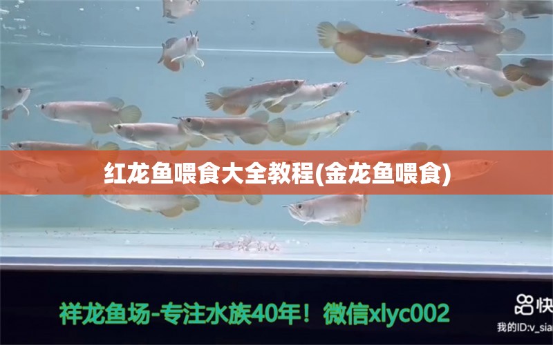 红龙鱼喂食大全教程(金龙鱼喂食) 巴西亚鱼