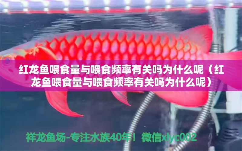 红龙鱼喂食量与喂食频率有关吗为什么呢（红龙鱼喂食量与喂食频率有关吗为什么呢） 龙鱼百科