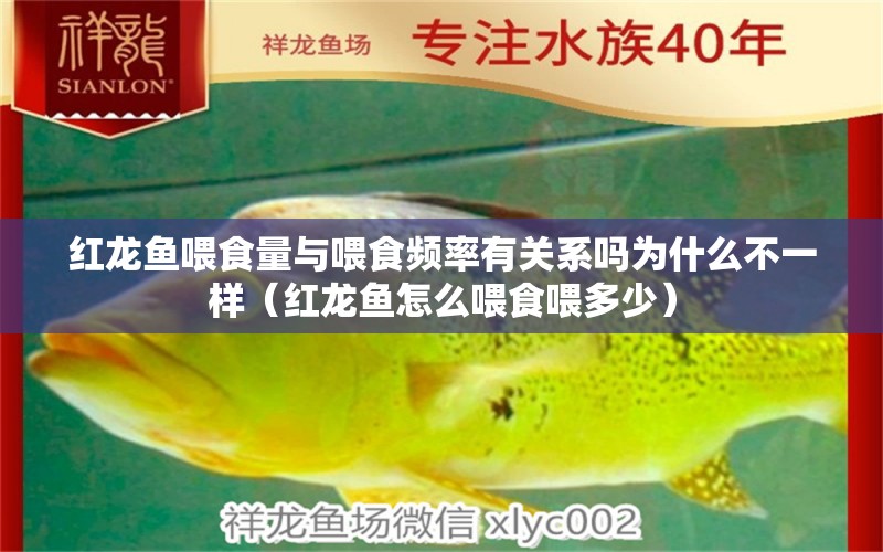 红龙鱼喂食量与喂食频率有关系吗为什么不一样（红龙鱼怎么喂食喂多少） 龙鱼百科