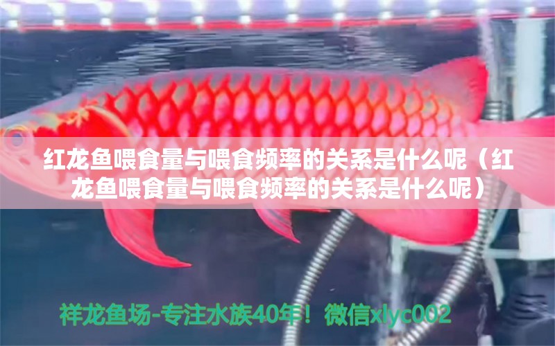 红龙鱼喂食量与喂食频率的关系是什么呢（红龙鱼喂食量与喂食频率的关系是什么呢） 龙鱼百科