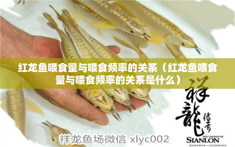 红龙鱼喂食量与喂食频率的关系（红龙鱼喂食量与喂食频率的关系是什么） 印尼红龙鱼