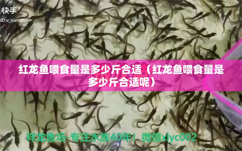 红龙鱼喂食量是多少斤合适（红龙鱼喂食量是多少斤合适呢） 龙鱼百科