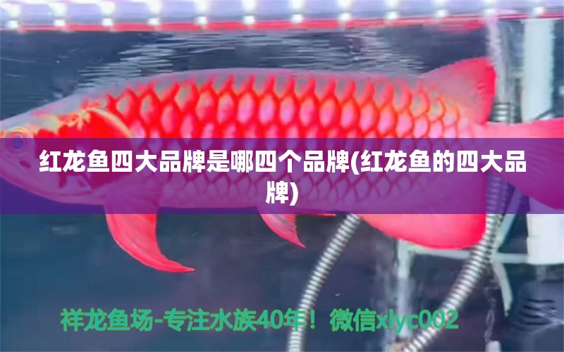 红龙鱼四大品牌是哪四个品牌(红龙鱼的四大品牌) 广州水族器材滤材批发市场