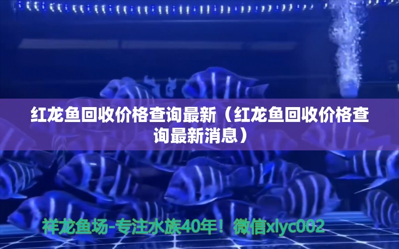 红龙鱼回收价格查询最新（红龙鱼回收价格查询最新消息）