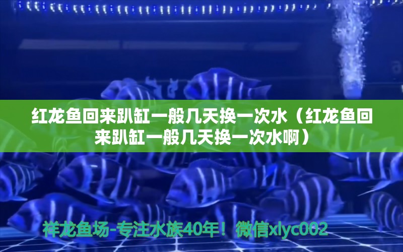 红龙鱼回来趴缸一般几天换一次水（红龙鱼回来趴缸一般几天换一次水啊） 印尼红龙鱼