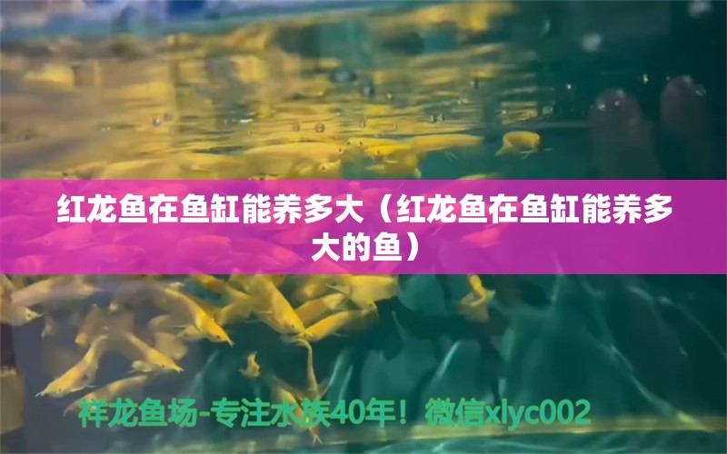 红龙鱼在鱼缸能养多大（红龙鱼在鱼缸能养多大的鱼） 印尼红龙鱼