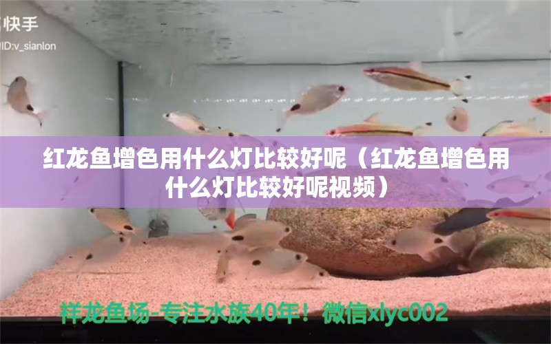 红龙鱼增色用什么灯比较好呢（红龙鱼增色用什么灯比较好呢视频）