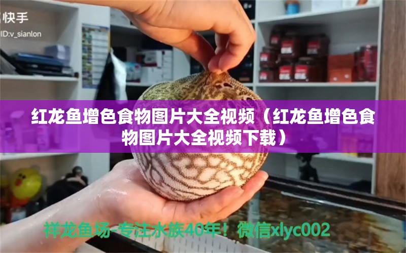 红龙鱼增色食物图片大全视频（红龙鱼增色食物图片大全视频下载） 龙鱼百科