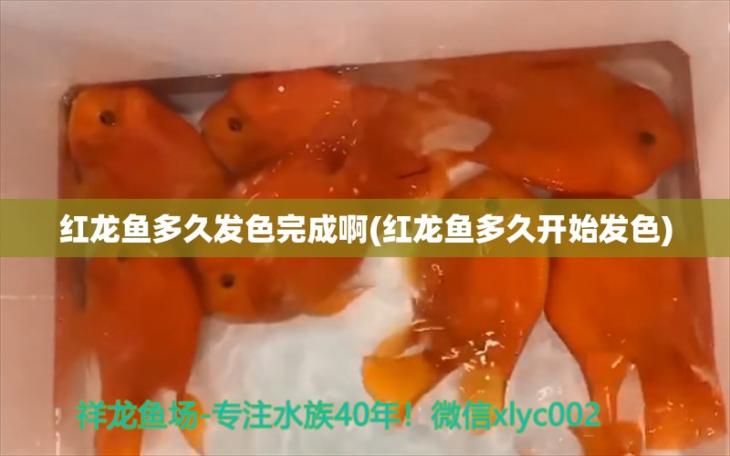 红龙鱼多久发色完成啊(红龙鱼多久开始发色) 祥龙鱼场品牌产品 第1张