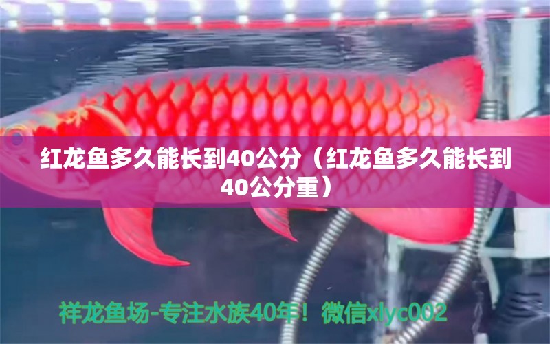 红龙鱼多久能长到40公分（红龙鱼多久能长到40公分重）