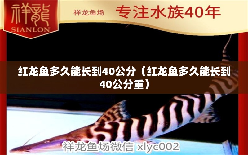 红龙鱼多久能长到40公分（红龙鱼多久能长到40公分重）