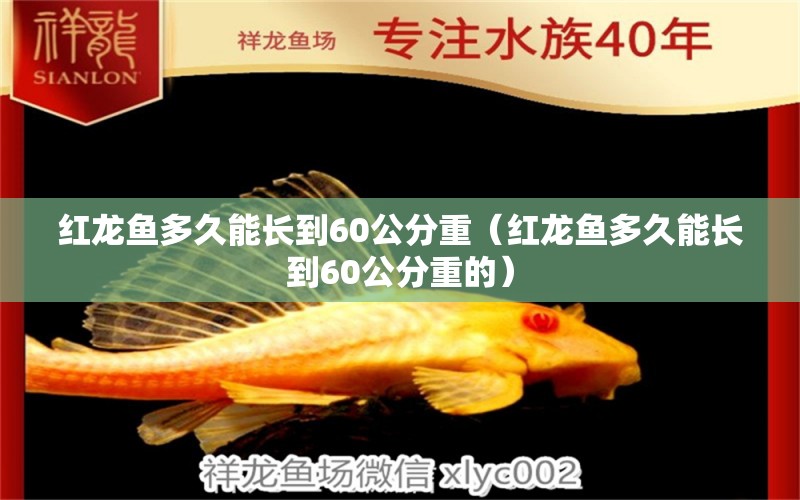 红龙鱼多久能长到60公分重（红龙鱼多久能长到60公分重的） 印尼红龙鱼