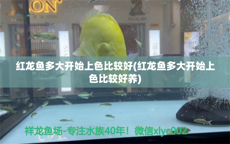 红龙鱼多大开始上色比较好(红龙鱼多大开始上色比较好养)