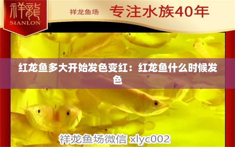 红龙鱼多大开始发色变红：红龙鱼什么时候发色 龙鱼百科 第2张