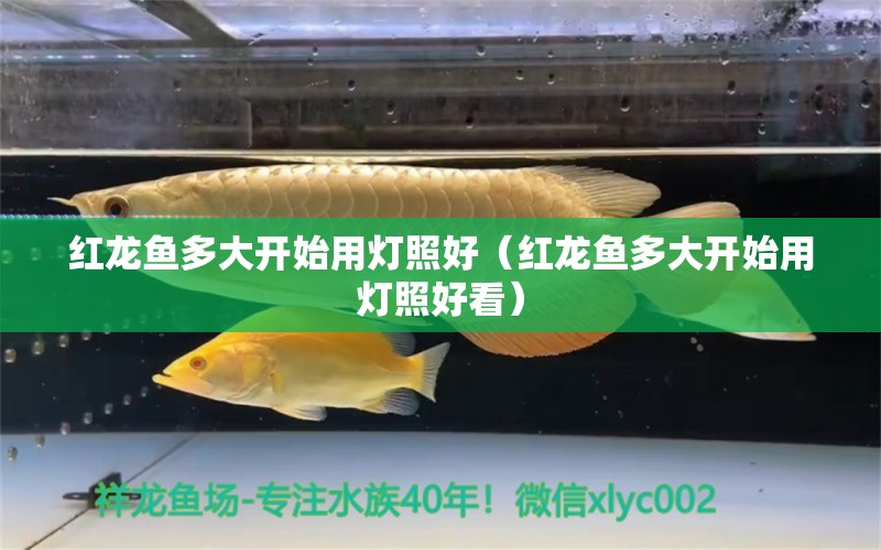 红龙鱼多大开始用灯照好（红龙鱼多大开始用灯照好看）