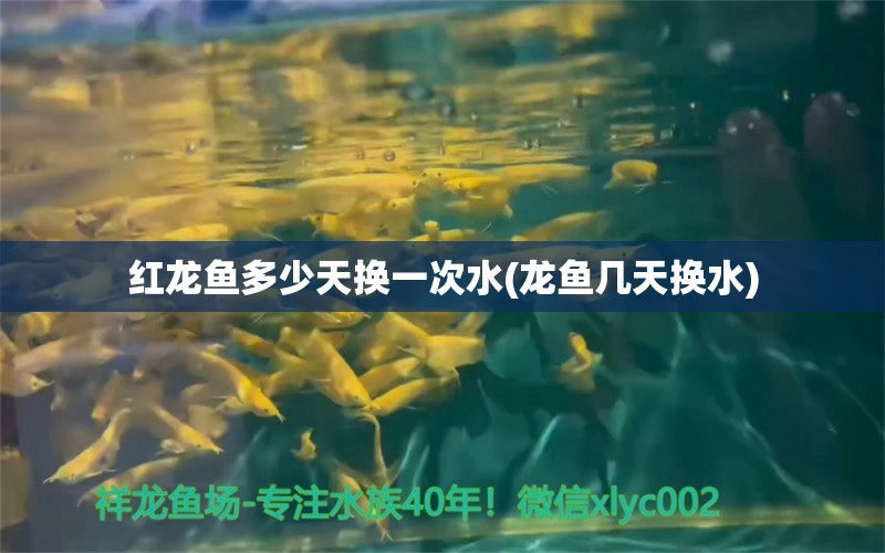 红龙鱼多少天换一次水(龙鱼几天换水) 粗线银版鱼苗