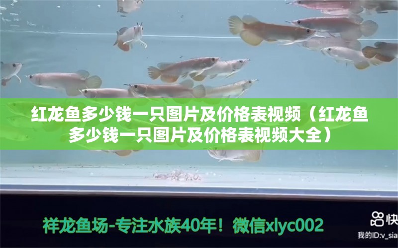 红龙鱼多少钱一只图片及价格表视频（红龙鱼多少钱一只图片及价格表视频大全） 印尼红龙鱼