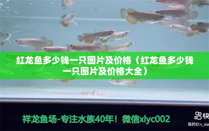 红龙鱼多少钱一只图片及价格（红龙鱼多少钱一只图片及价格大全） 印尼红龙鱼