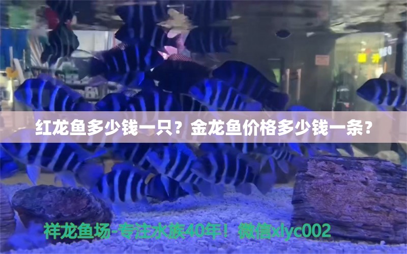 红龙鱼多少钱一只？金龙鱼价格多少钱一条？ 观赏鱼