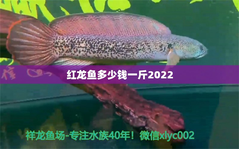 红龙鱼多少钱一斤2022