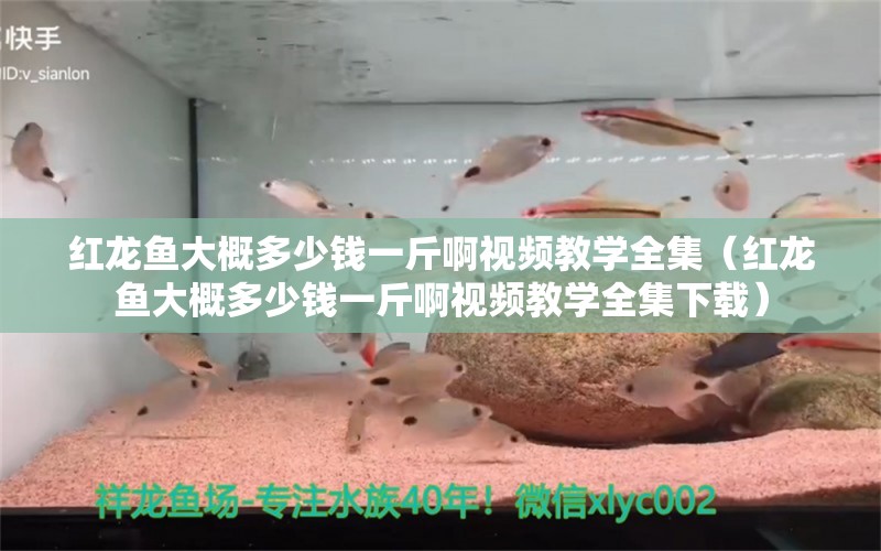 红龙鱼大概多少钱一斤啊视频教学全集（红龙鱼大概多少钱一斤啊视频教学全集下载）