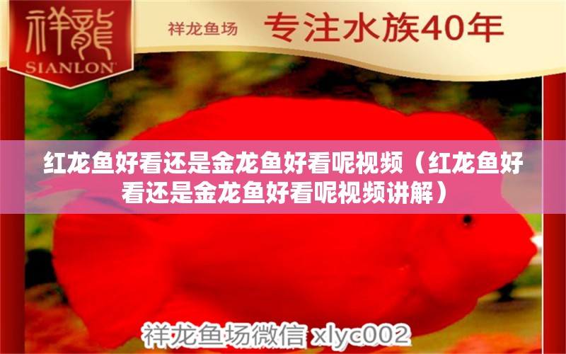 红龙鱼好看还是金龙鱼好看呢视频（红龙鱼好看还是金龙鱼好看呢视频讲解）