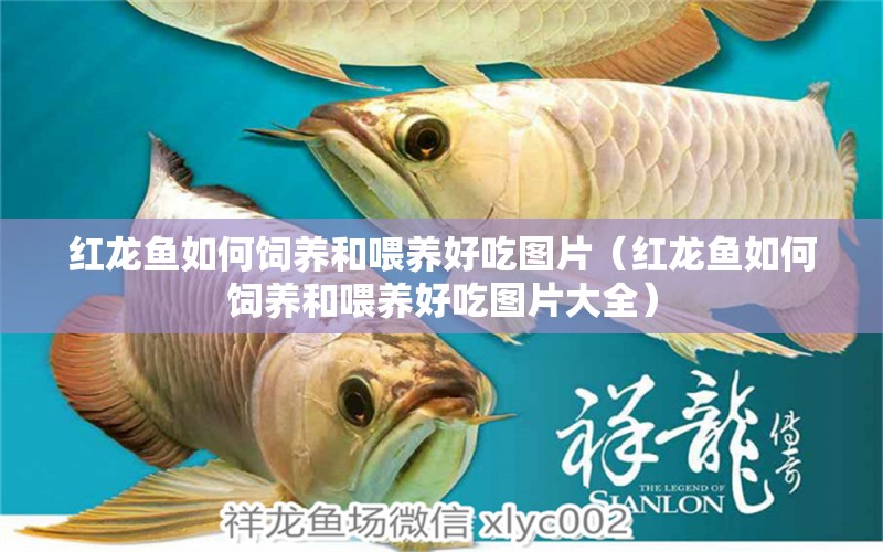 红龙鱼如何饲养和喂养好吃图片（红龙鱼如何饲养和喂养好吃图片大全） 龙鱼百科