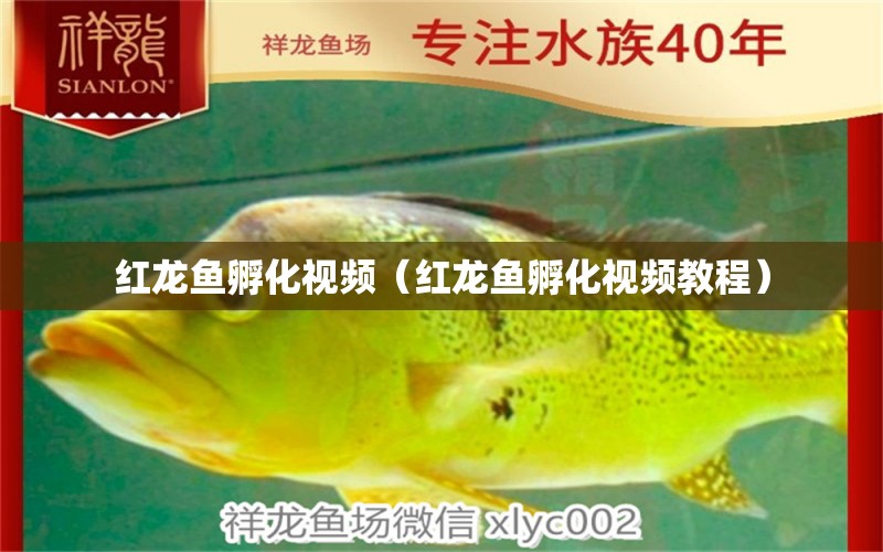 红龙鱼孵化视频（红龙鱼孵化视频教程） 祥龙水族医院