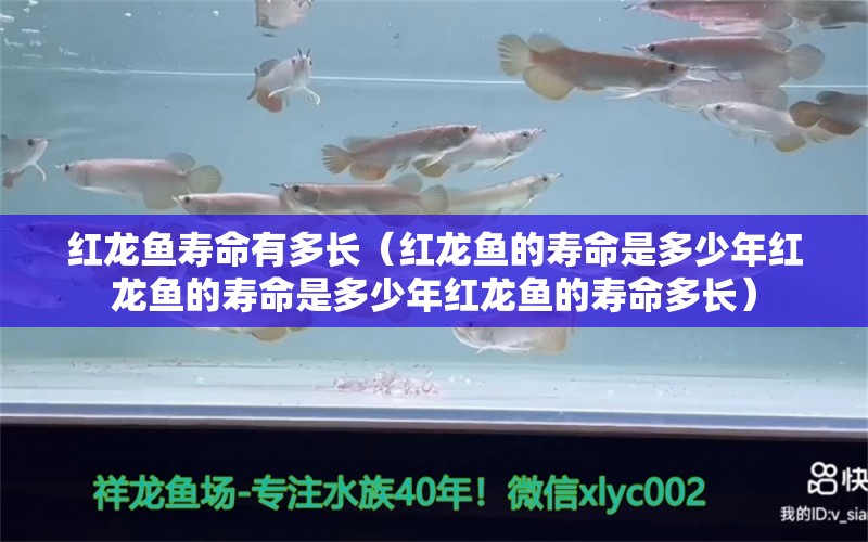 红龙鱼寿命有多长（红龙鱼的寿命是多少年红龙鱼的寿命是多少年红龙鱼的寿命多长）