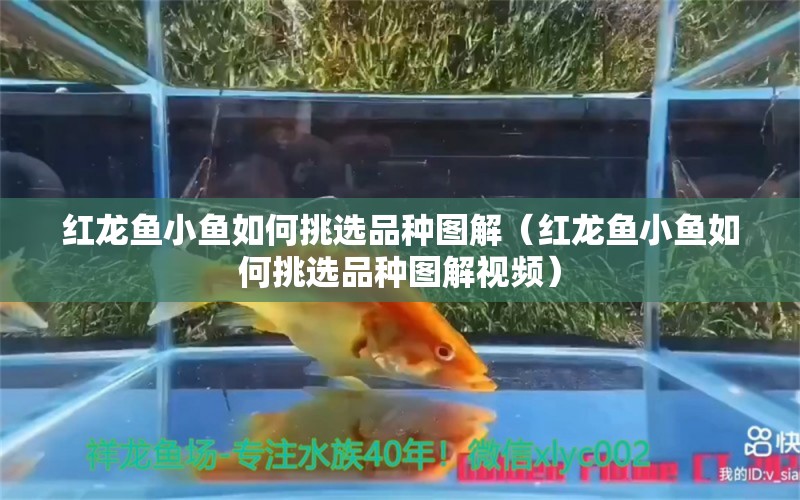 红龙鱼小鱼如何挑选品种图解（红龙鱼小鱼如何挑选品种图解视频）