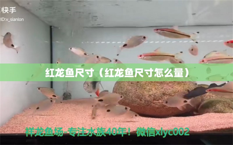 红龙鱼尺寸（红龙鱼尺寸怎么量）