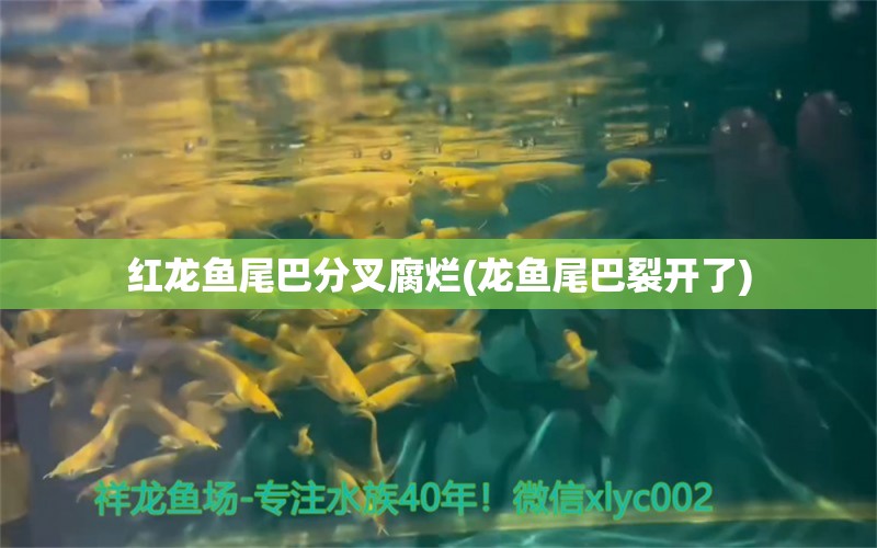 红龙鱼尾巴分叉腐烂(龙鱼尾巴裂开了) 胭脂孔雀龙鱼 第1张