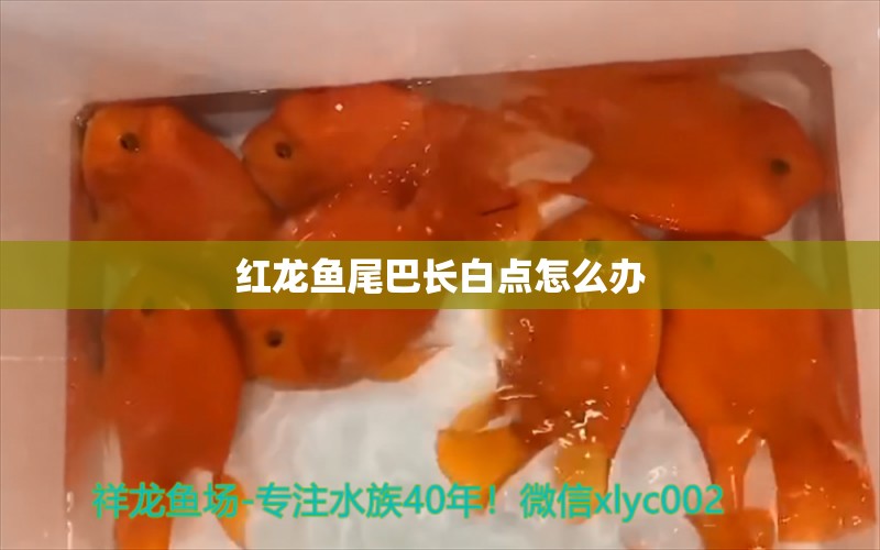 红龙鱼尾巴长白点怎么办